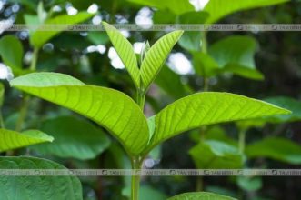 búp ổi chữa tiêu chảy